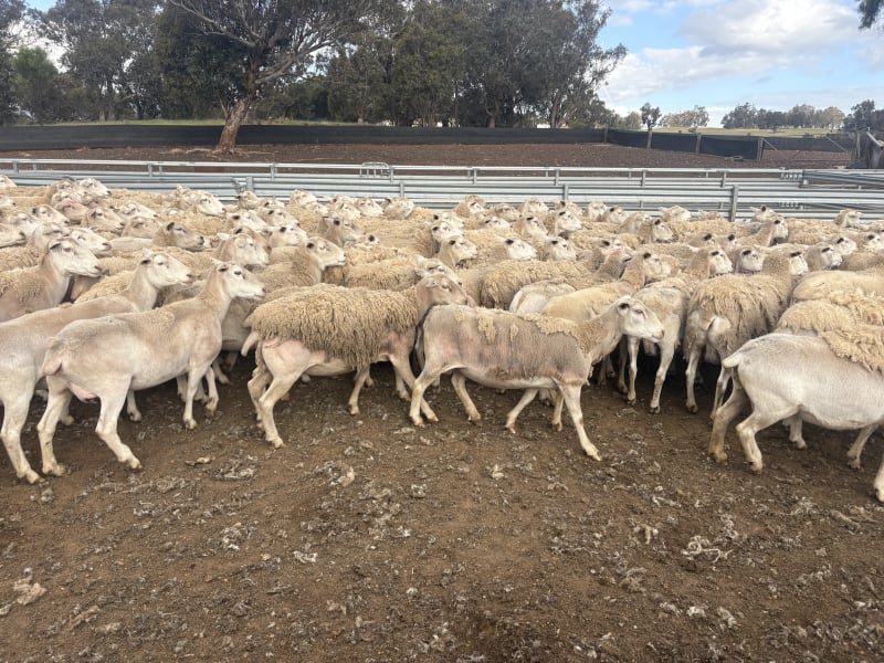 392 Mixed age  Ultra White Ewes, Top Hillcroft Genetics, Kojonup WA, Kojonup WA - Agora Livestock listing R2PC020