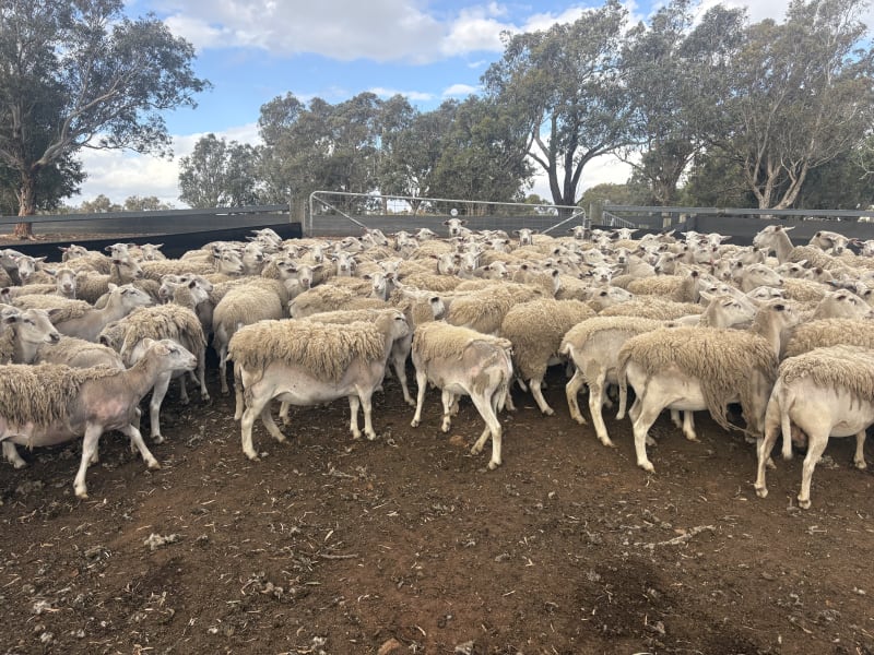 392 Mixed age  Ultra White Ewes, Top Hillcroft Genetics, Kojonup WA, Kojonup WA - Agora Livestock listing R2PC020