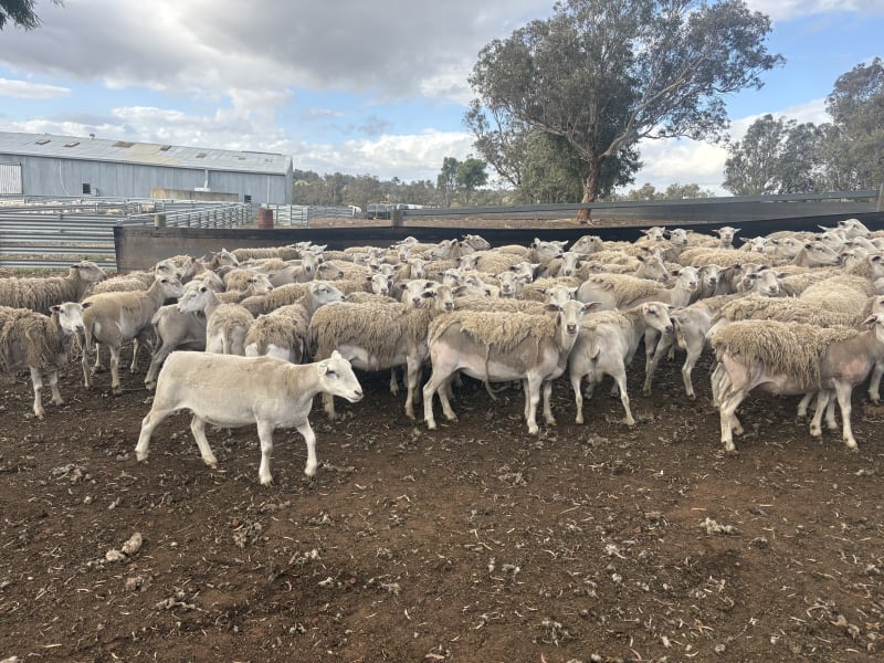 392 Mixed age  Ultra White Ewes, Top Hillcroft Genetics, Kojonup WA, Kojonup WA - Agora Livestock listing R2PC020