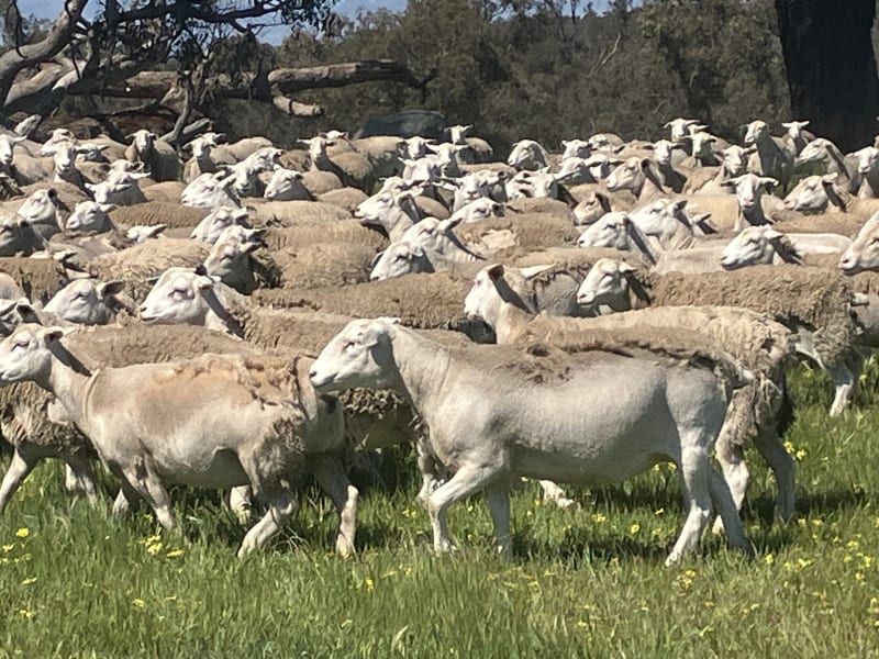 Highly Fertile Kojak / Ultra White Ewes, Ready to Join, Kojonup WA - Agora Livestock listing 2YXI3O