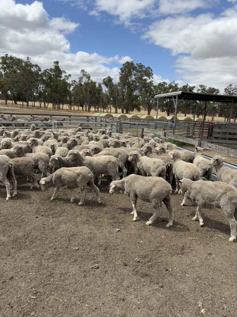 90 Purebred Merino Ewe Hoggets, Wattledale Bloodline, Kojonup WA - Agora Livestock listing 2YXIQQ3