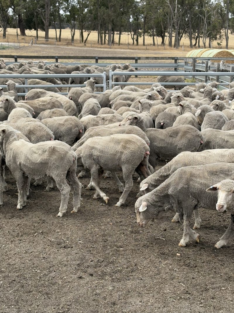 90 Purebred Merino Ewe Hoggets, Wattledale Bloodline, Kojonup WA - Agora Livestock listing 2YXIQQ3