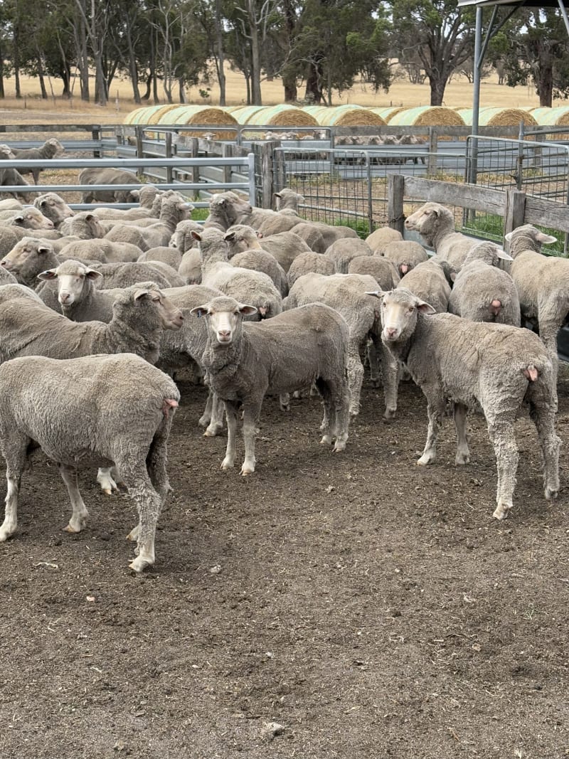 90 Purebred Merino Ewe Hoggets, Wattledale Bloodline, Kojonup WA - Agora Livestock listing 2YXIQQ3