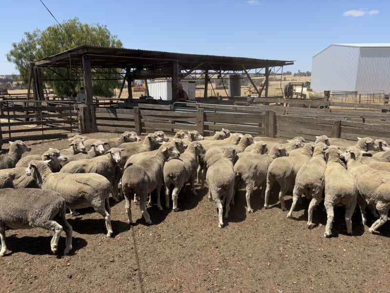 Purebred Merino Ewes, 18", , Kojonup WA - Agora Livestock listing WWPIYYL