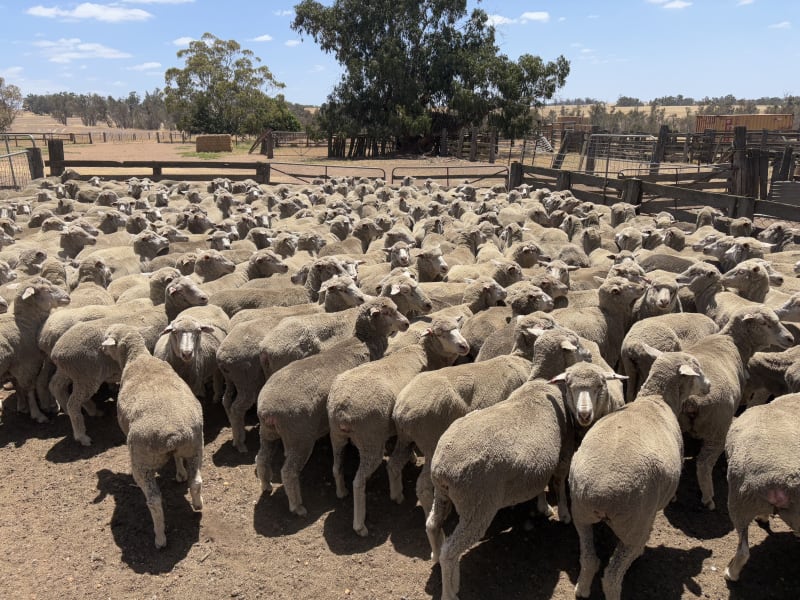 Purebred Merino Ewes, 18", , Kojonup WA - Agora Livestock listing WWPIYYL