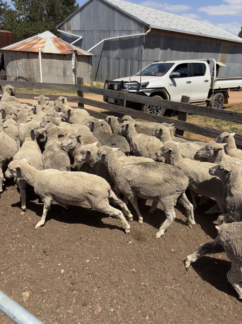 Purebred Merino Ewes, 18", , Kojonup WA - Agora Livestock listing WWPIYYL