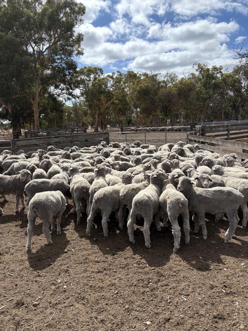 167 Crossbred Store Lambs, Mulesed & Weighed, Kojonup WA - Agora Livestock listing PZPI05Q