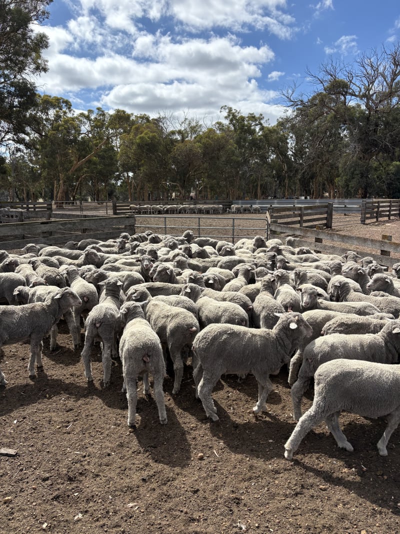 167 Crossbred Store Lambs, Mulesed & Weighed, Kojonup WA - Agora Livestock listing PZPI05Q