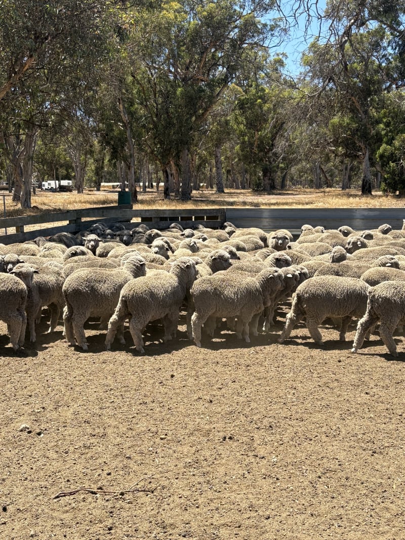 425 Purebred Merino Wether Lambs, Store, Vendor Bred, Kojonup WA - Agora Livestock listing 2YXIQYK
