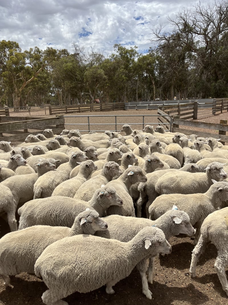 185 Vendor-Bred Crossbred Store Lambs, Weighed, Kojonup WA - Agora Livestock listing 5LEIVL