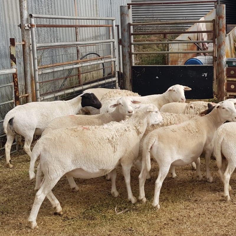 Self-Shedding Dorper/Australian White Ewes, PTE, Duri NSW - Agora Livestock listing VDPIED
