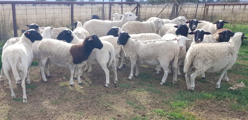 Alveston 2022 Drop Purebred Dorper Future Breeders, Duri NSW - Agora Livestock listing Z0GBW5