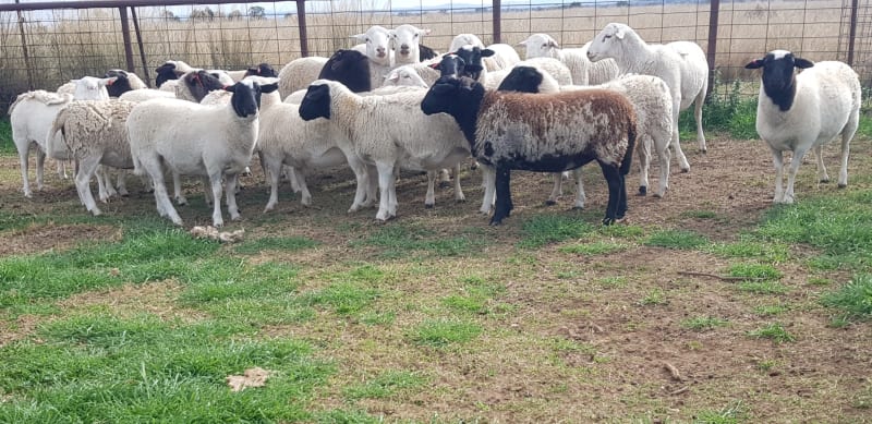 Alveston 2022 Drop Purebred Dorper Future Breeders, Duri NSW - Agora Livestock listing Z0GBW5