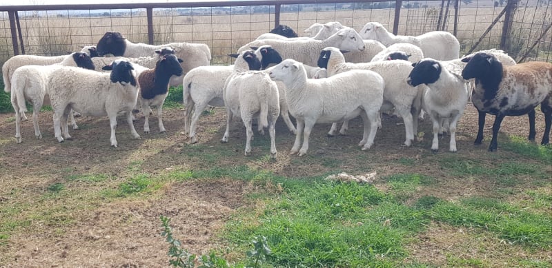 Alveston 2022 Drop Purebred Dorper Future Breeders, Duri NSW - Agora Livestock listing Z0GBW5