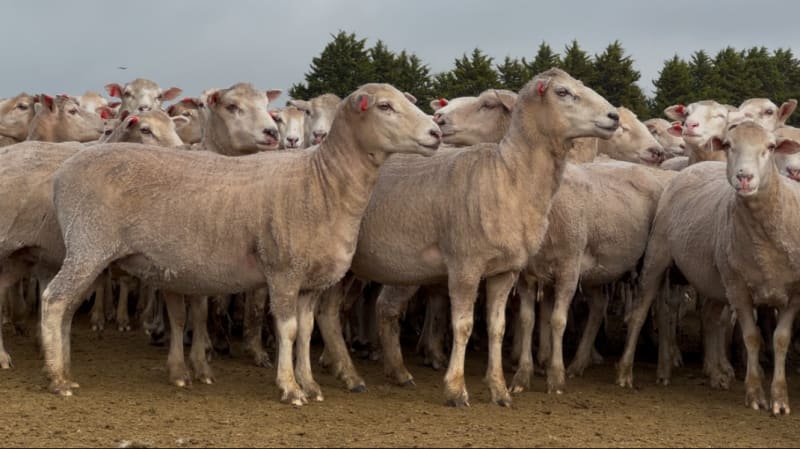 206 Purebred Composite/Merino NSM Mutton Ewes, Millicent SA - Agora Livestock listing 7NLID6K