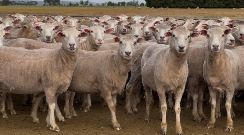 206 Purebred Composite/Merino NSM Mutton Ewes, Millicent SA - Agora Livestock listing 7NLID6K