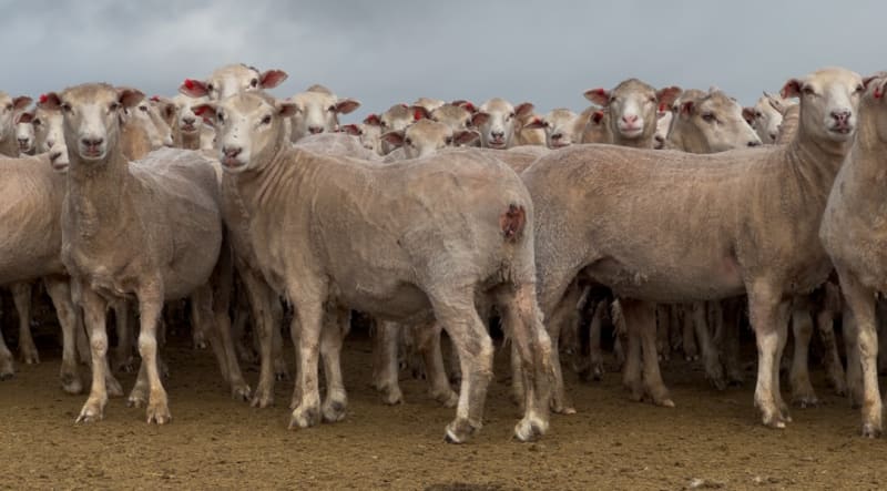 206 Purebred Composite/Merino NSM Mutton Ewes, Millicent SA - Agora Livestock listing 7NLID6K