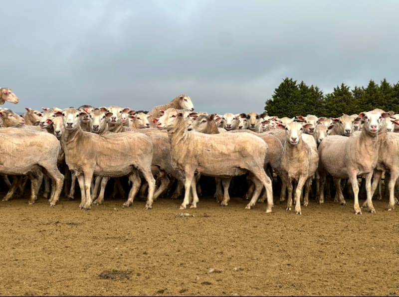 206 Purebred Composite/Merino NSM Mutton Ewes, Millicent SA - Agora Livestock listing 7NLID6K