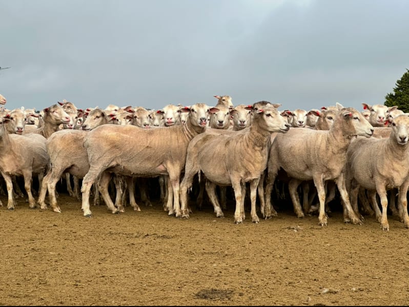 206 Purebred Composite/Merino NSM Mutton Ewes, Millicent SA - Agora Livestock listing 7NLID6K