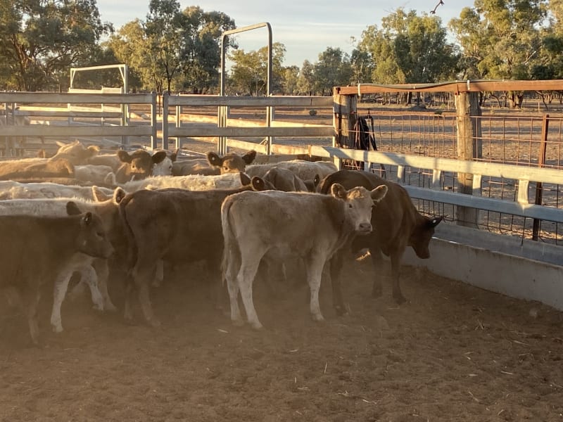 124 Station Mated Cows with 63 Calves at Foot, Hebel QLD - Agora Livestock listing 01KA0NV