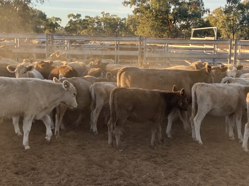 124 Station Mated Cows with 63 Calves at Foot, Hebel QLD - Agora Livestock listing 01KA0NV
