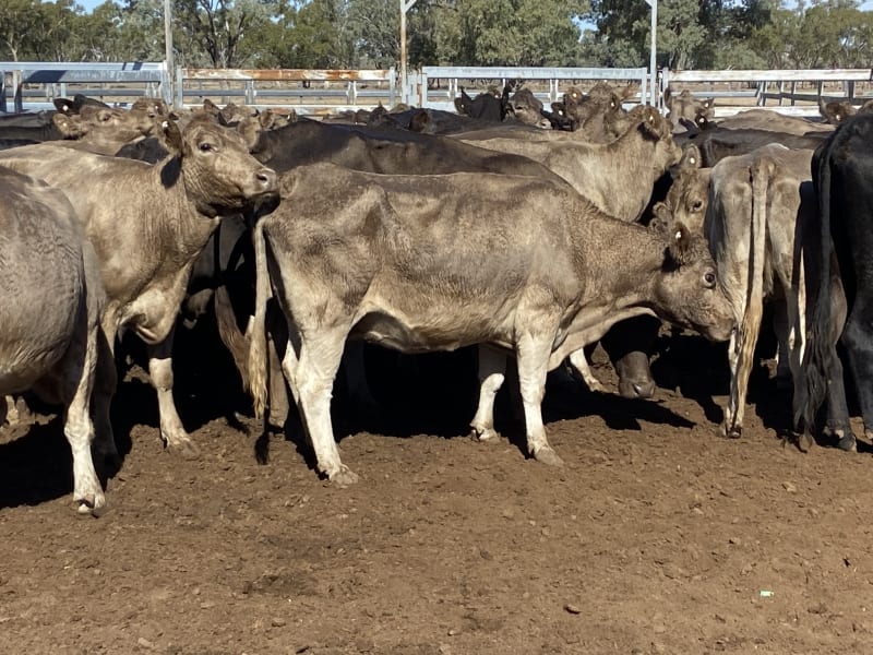 124 Station Mated Cows with 63 Calves at Foot, Hebel QLD - Agora Livestock listing 01KA0NV