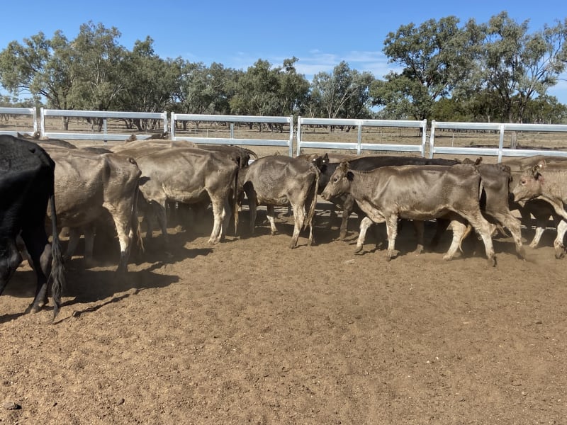 124 Station Mated Cows with 63 Calves at Foot, Hebel QLD - Agora Livestock listing 01KA0NV