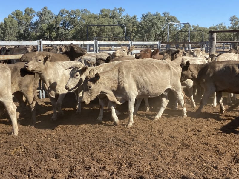 124 Station Mated Cows with 63 Calves at Foot, Hebel QLD - Agora Livestock listing 01KA0NV