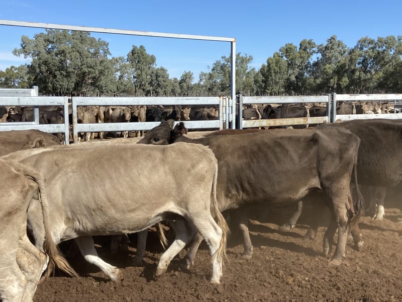124 Station Mated Cows with 63 Calves at Foot, Hebel QLD - Agora Livestock listing 01KA0NV