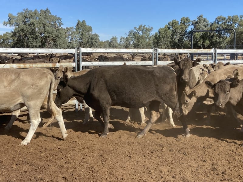 124 Station Mated Cows with 63 Calves at Foot, Hebel QLD - Agora Livestock listing 01KA0NV