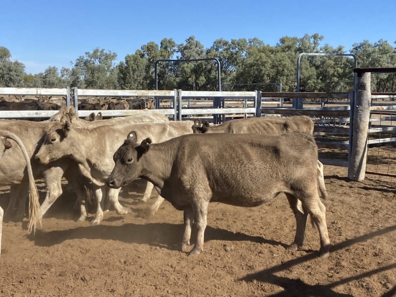 124 Station Mated Cows with 63 Calves at Foot, Hebel QLD - Agora Livestock listing 01KA0NV