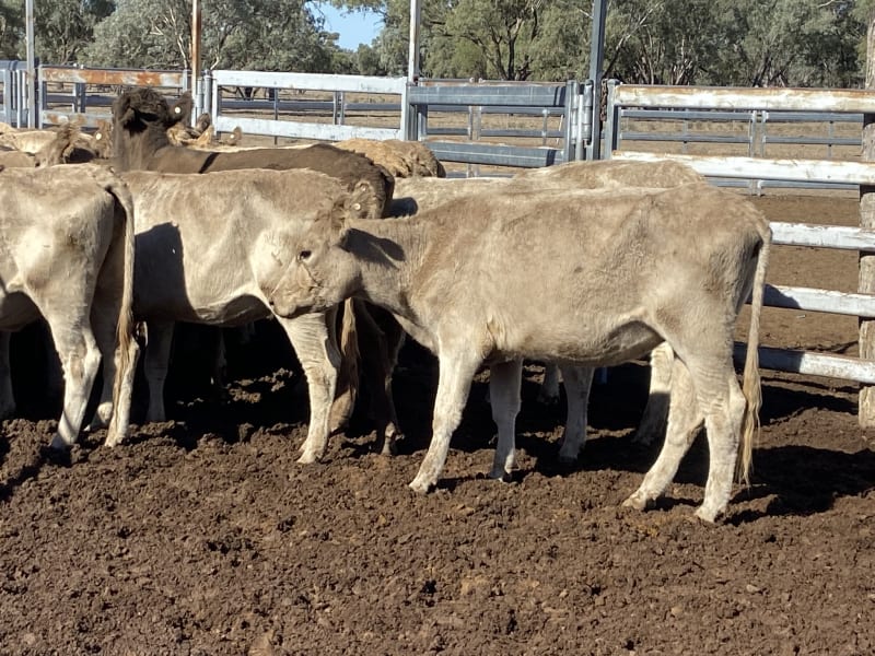 124 Station Mated Cows with 63 Calves at Foot, Hebel QLD - Agora Livestock listing 01KA0NV