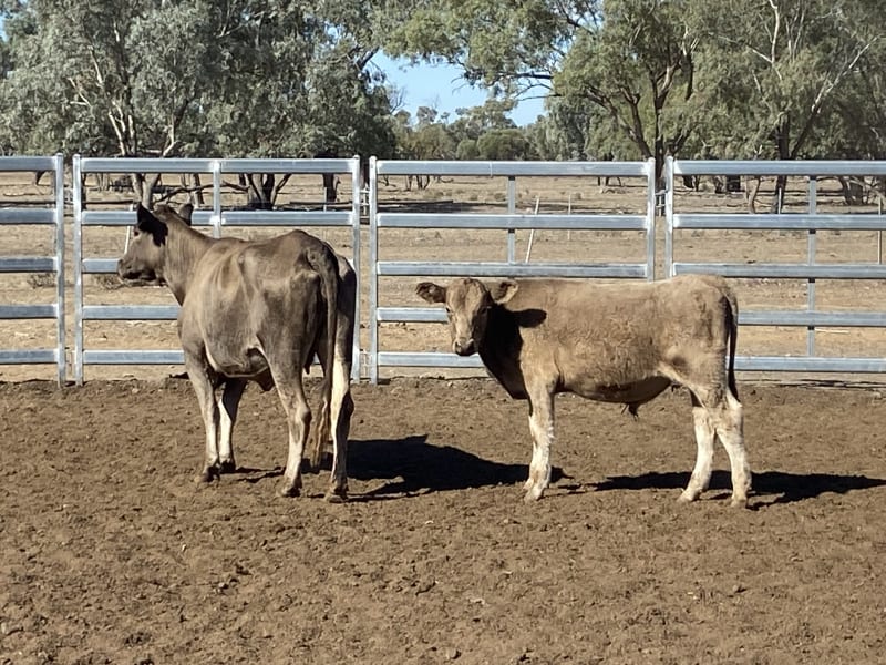 124 Station Mated Cows with 63 Calves at Foot, Hebel QLD - Agora Livestock listing 01KA0NV