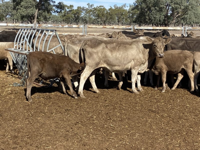 124 Station Mated Cows with 63 Calves at Foot, Hebel QLD - Agora Livestock listing 01KA0NV
