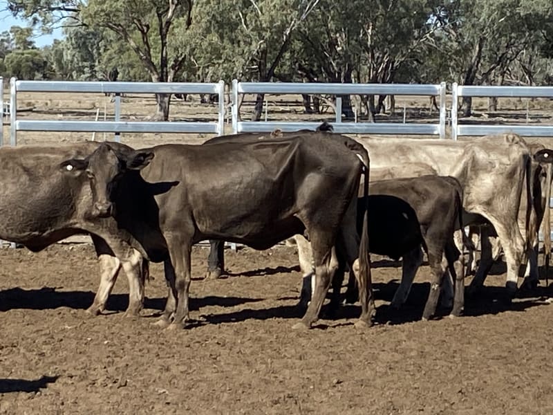 124 Station Mated Cows with 63 Calves at Foot, Hebel QLD - Agora Livestock listing 01KA0NV