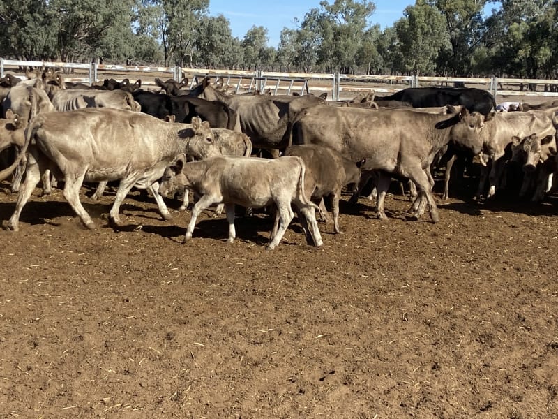 124 Station Mated Cows with 63 Calves at Foot, Hebel QLD - Agora Livestock listing 01KA0NV