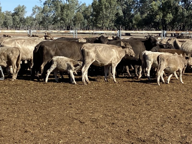 124 Station Mated Cows with 63 Calves at Foot, Hebel QLD - Agora Livestock listing 01KA0NV