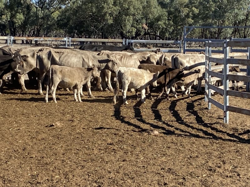 124 Station Mated Cows with 63 Calves at Foot, Hebel QLD - Agora Livestock listing 01KA0NV
