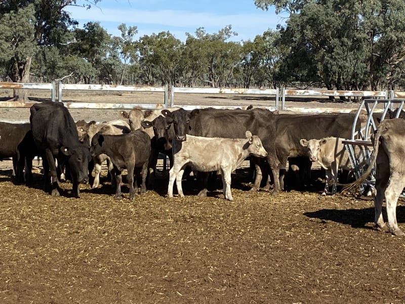 124 Station Mated Cows with 63 Calves at Foot, Hebel QLD - Agora Livestock listing 01KA0NV