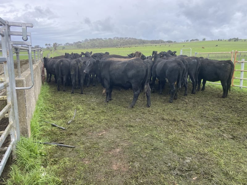 35 PTIC Angus & Crossbred Breeders, Calving June, Back Valley SA - Agora Livestock listing 7NLIDPN