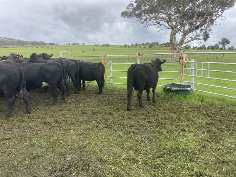 35 PTIC Angus & Crossbred Breeders, Calving June, Back Valley SA - Agora Livestock listing 7NLIDPN