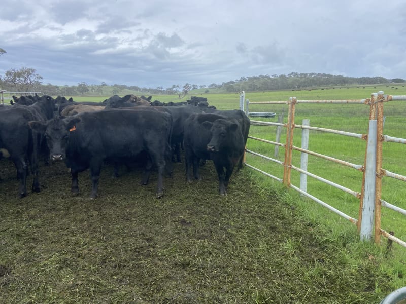 35 PTIC Angus & Crossbred Breeders, Calving June, Back Valley SA - Agora Livestock listing 7NLIDPN