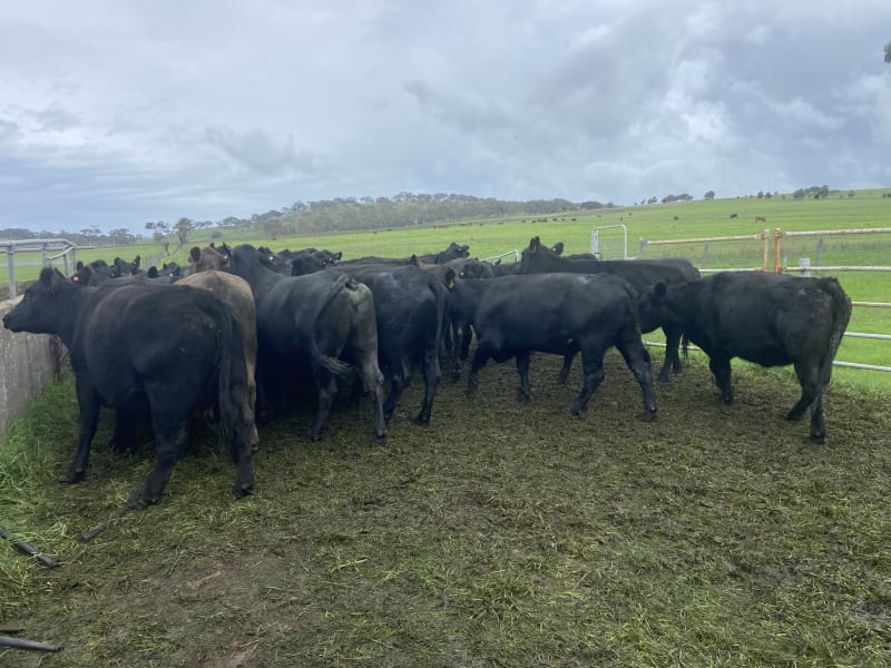35 PTIC Angus & Crossbred Breeders, Calving June, Back Valley SA - Agora Livestock listing 7NLIDPN