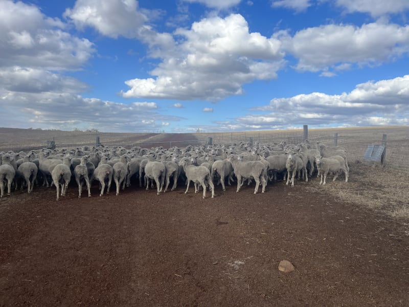 622 PTIC Purebred Merino Ewes, Grain-Fed & LPA Accredited, Kojonup WA - Agora Livestock listing R2PC26
