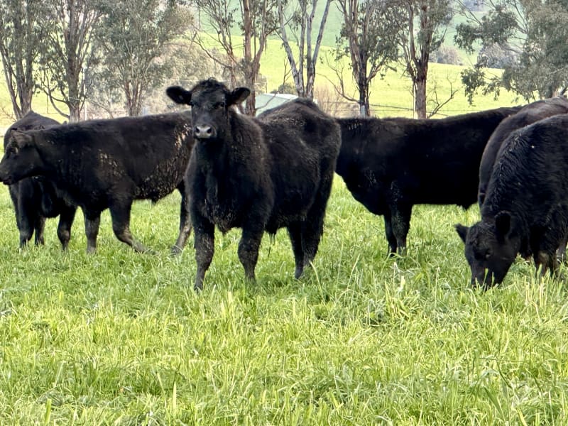 30 Vendor-Bred Angus Weaner Steers, Llandalo & RAFF Bloodlines, Cudgewa VIC - Agora Livestock listing 2YXIKGW