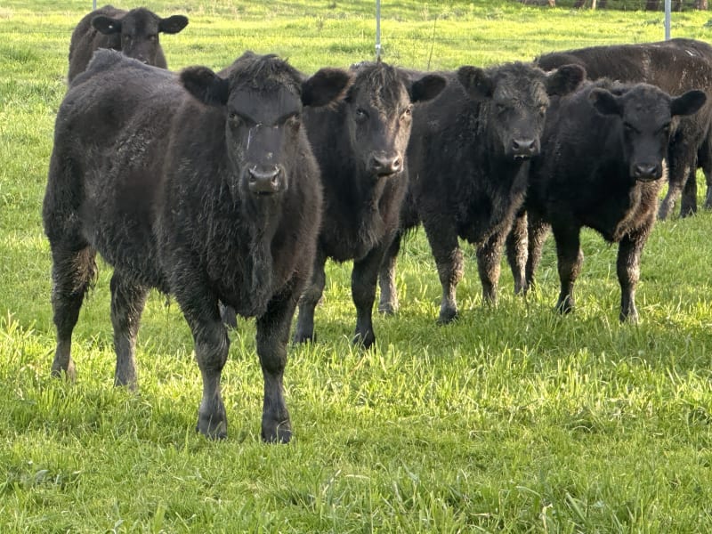 30 Vendor-Bred Angus Weaner Steers, Llandalo & RAFF Bloodlines, Cudgewa VIC - Agora Livestock listing 2YXIKGW
