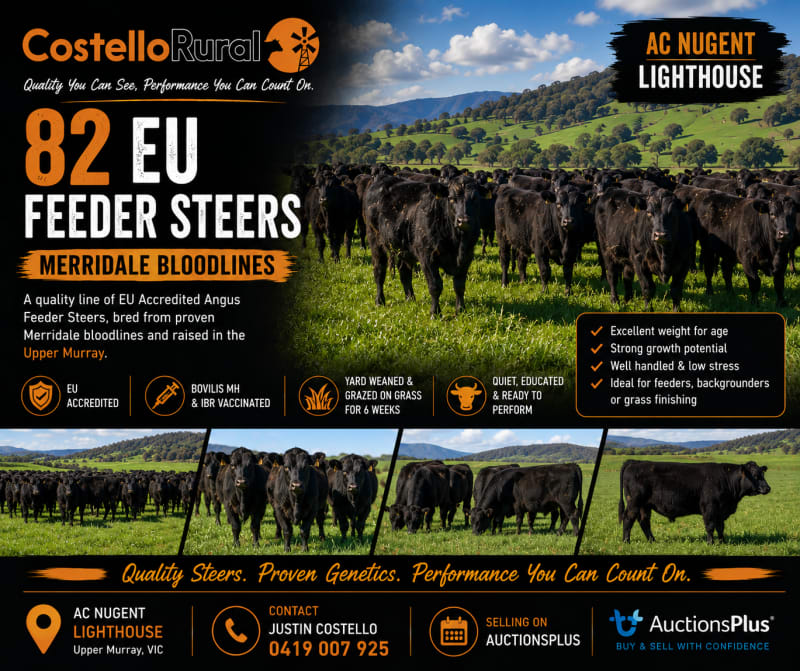 82 Purebred Angus Weaner Steers, EU Accredited, Corryong VIC - Agora Livestock listing 7NLID1N