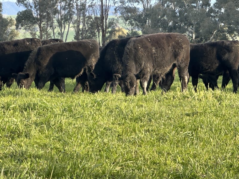 30 Vendor-Bred Angus Weaner Steers, Llandalo & RAFF Bloodlines, Cudgewa VIC - Agora Livestock listing 2YXIKGW