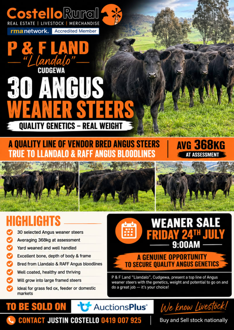 30 Vendor-Bred Angus Weaner Steers, Llandalo & RAFF Bloodlines, Cudgewa VIC - Agora Livestock listing 2YXIKGW