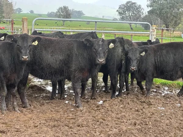 10 Angus Weaner Heifers to Auction, Cudgewa VIC - Agora Livestock listing MKPILQ3
